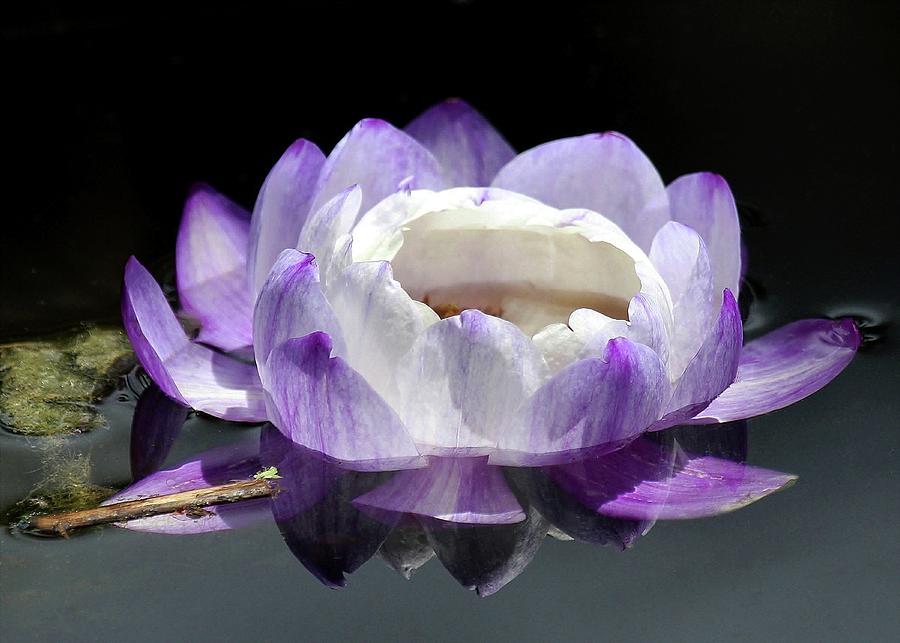Flower Photograph - Pretty in Purple #1 by Sabrina L Ryan