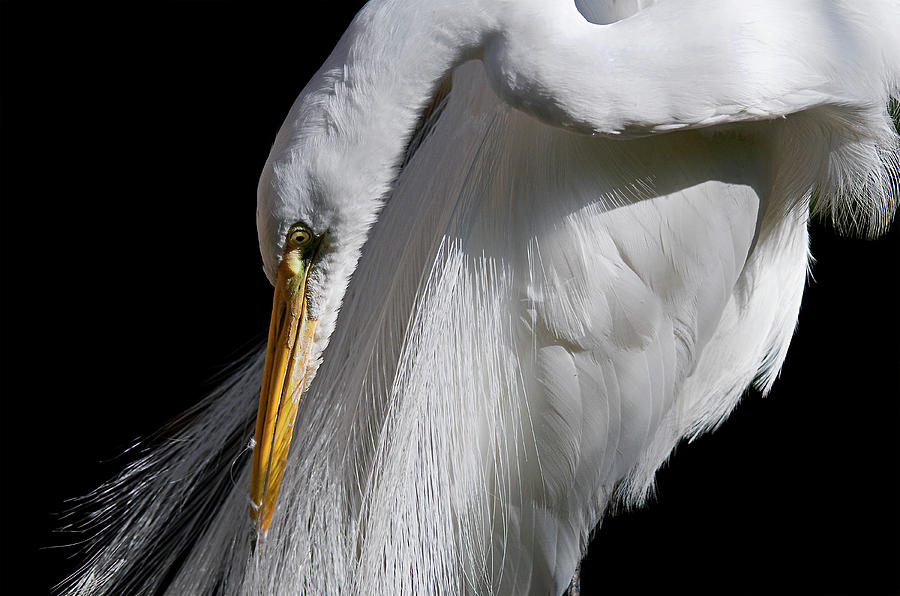Egret Photograph - Pretty in White #1 by Thanh Thuy Nguyen
