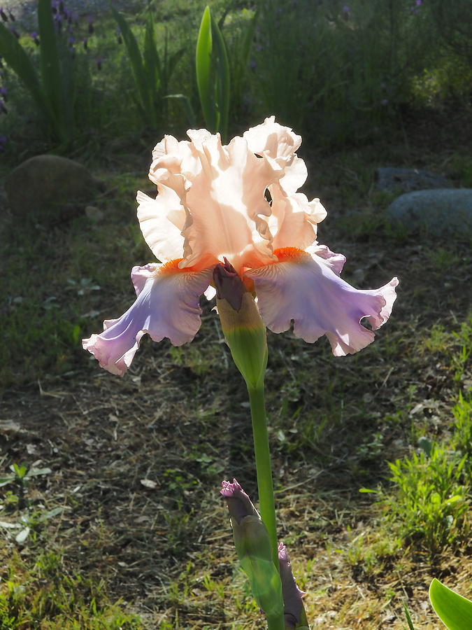 Pretty Iris #1 Photograph by Richard Thomas