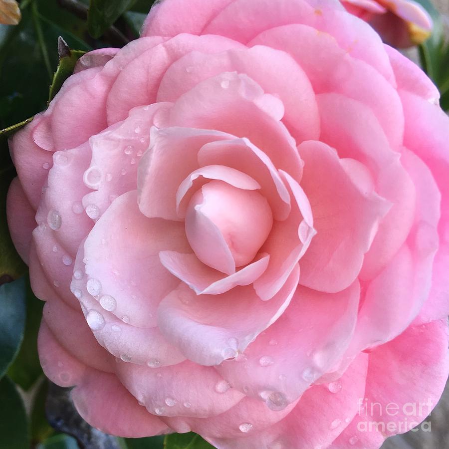 Pretty Pink Camellia #1 Photograph by Carol Groenen