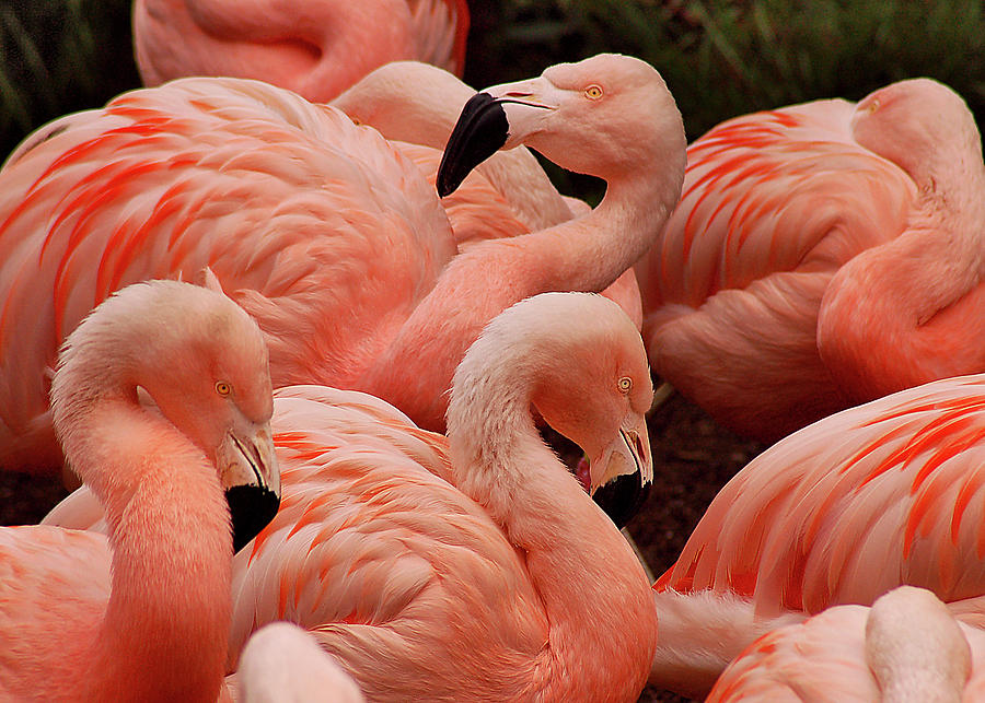 Flamingo Photograph - Pretty pink flamingos #1 by Ingrid Perlstrom