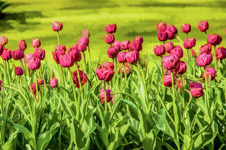 Pretty Pink Tulips #2 Digital Art by Lisa Lemmons-Powers