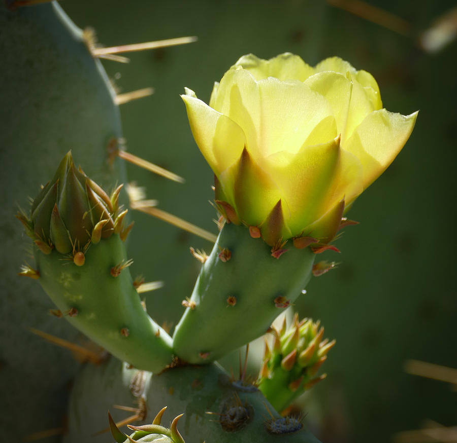 Prickly Bloom Photograph