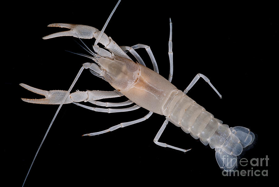 Prickly Cave Crayfish #1 Photograph by Dant Fenolio