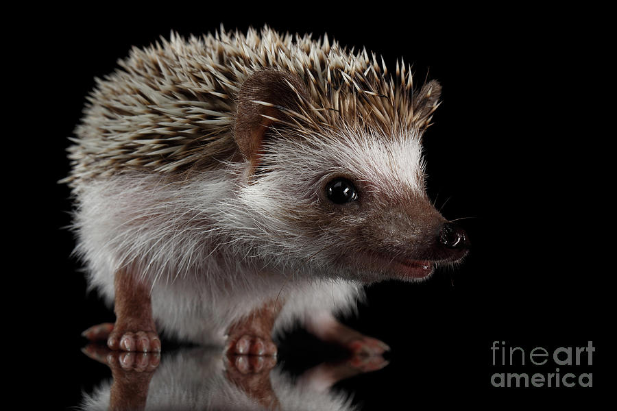 Prickly hedgehog Photograph by Sergey Taran