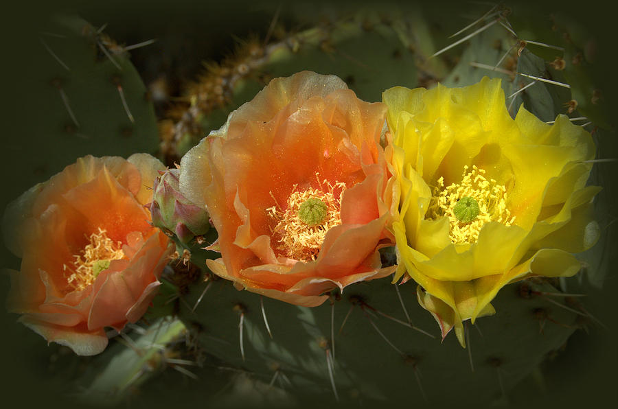 Prickly Pear Cactus Blooms Photograph