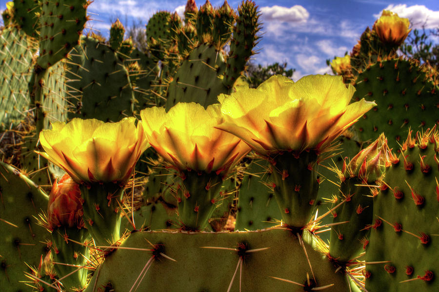 Prickly Pear Cactus Flowers #2 Photograph by Roger Passman