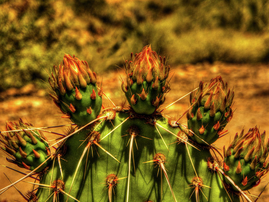 Prickly Pear Cactus #1 Photograph by Roger Passman