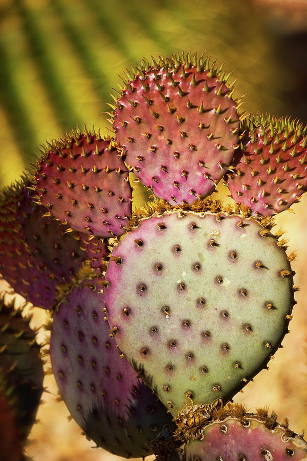 Prickly Pear Cactus  #5 Photograph by Saija Lehtonen
