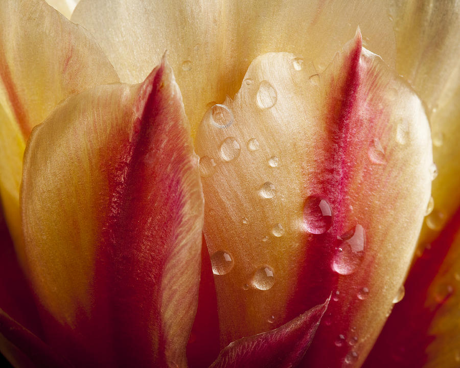 Flower Photograph - Prickly Pear Close Up #1 by Kelley King