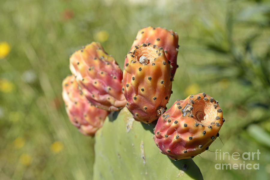 Prickly pear plant #2 Photograph by George Atsametakis
