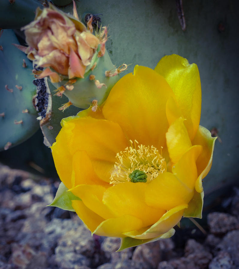 Prickly Pear Yellow Photograph by Laurel Powell