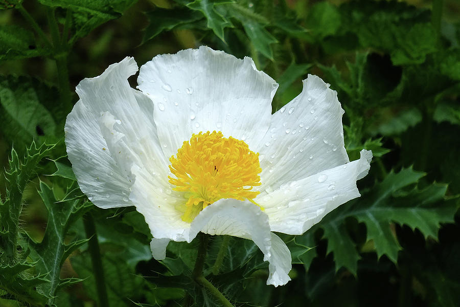 Nature Photograph - Prickly Poppy #1 by Bill Morgenstern