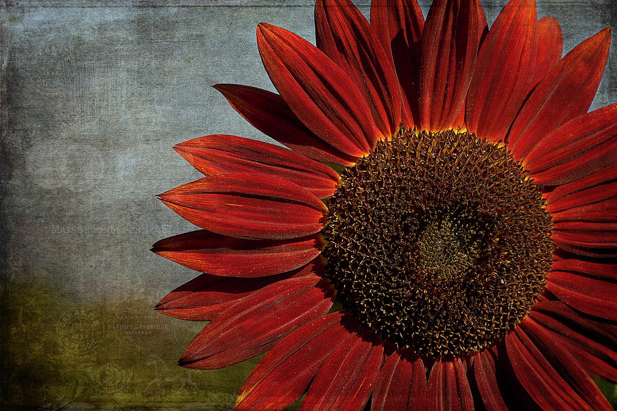 Primitive Sunflower 2 #2 Photograph by Cindi Ressler
