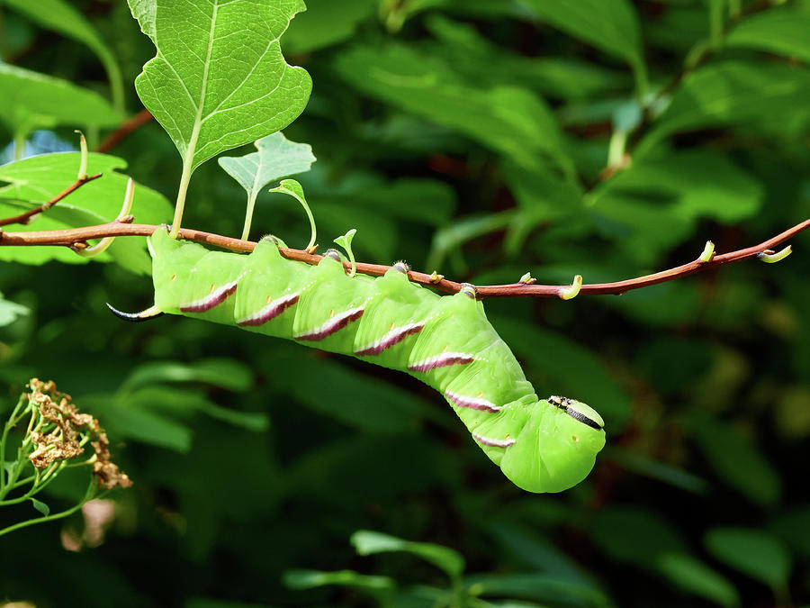 Privet Hawk Moth caterpillar #1 Photograph by Jouko Lehto