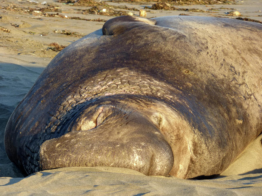 Proboscis of a Northern Elephant Seal Bull Photograph by Andrea Freeman ...