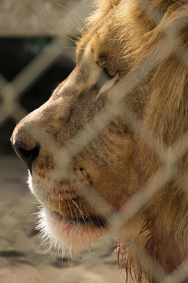 Profile of a King #2 Photograph by Travis Rogers