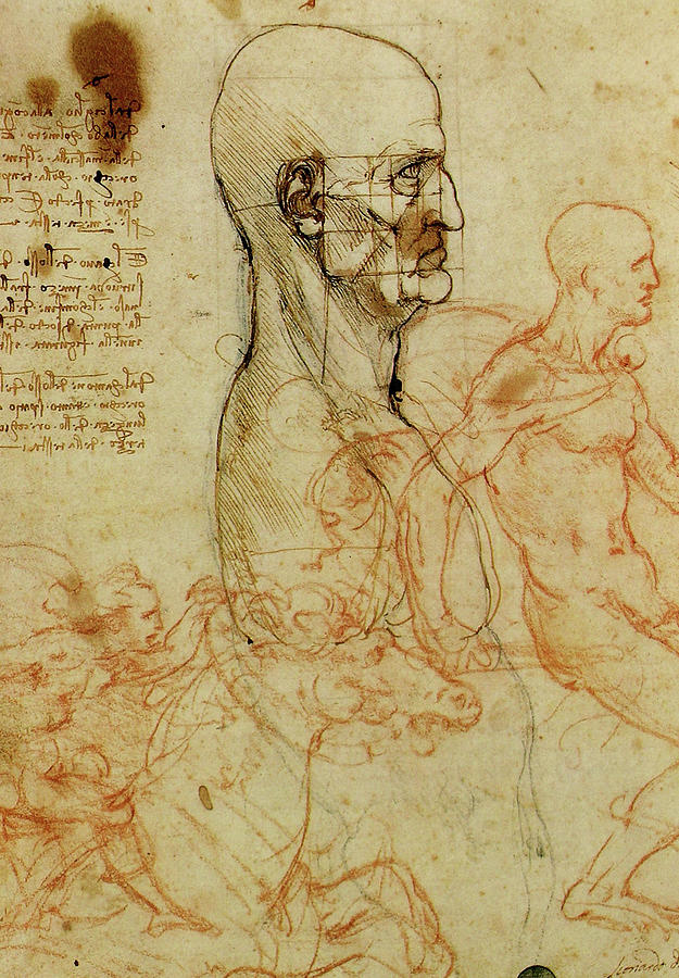 leonardo da vinci drawing of man