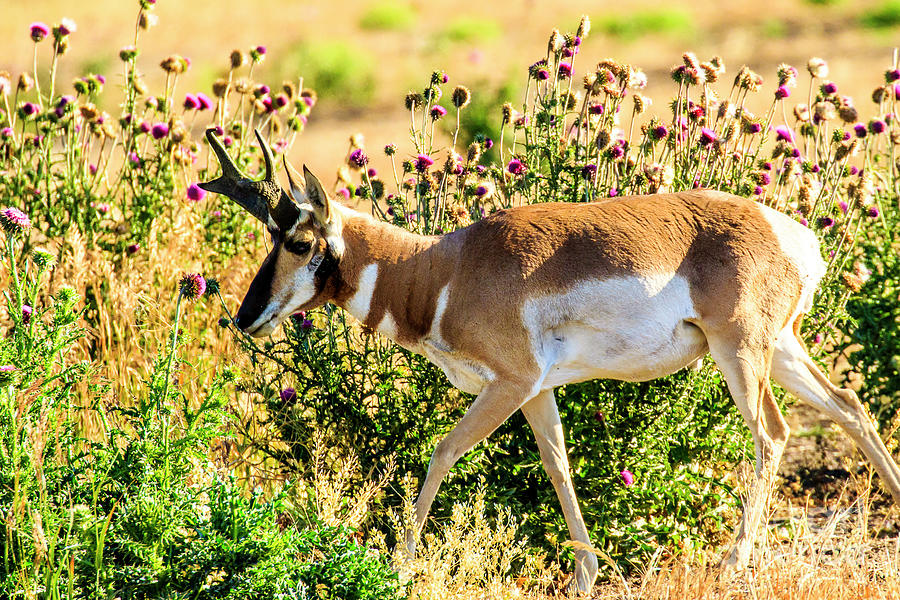 Pronghorn Antelope #1 Photograph by Ben Graham