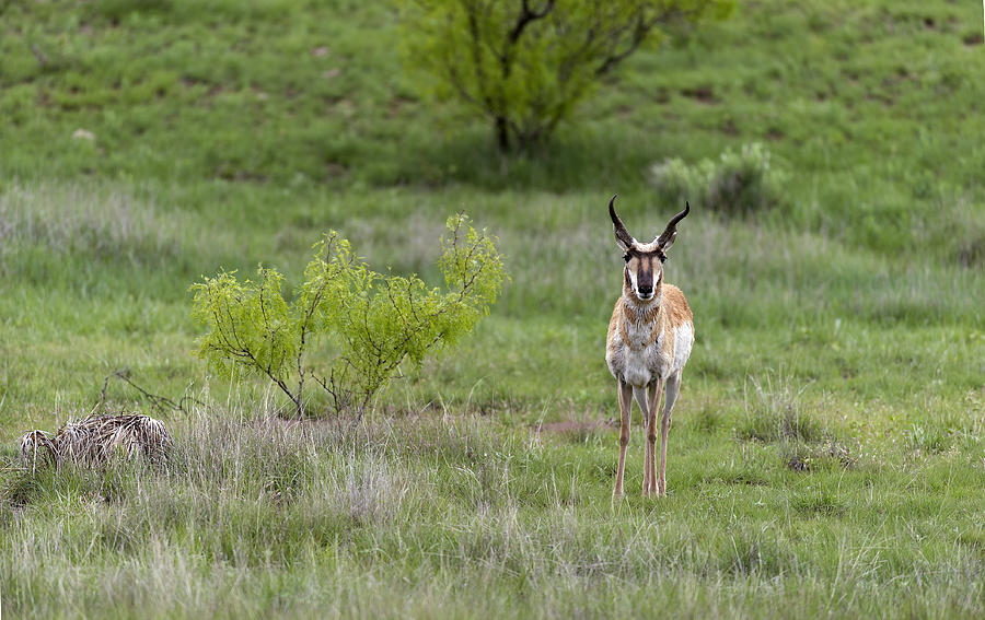 Pronghorn Antelope Buck #1 Photograph by Gary Langley
