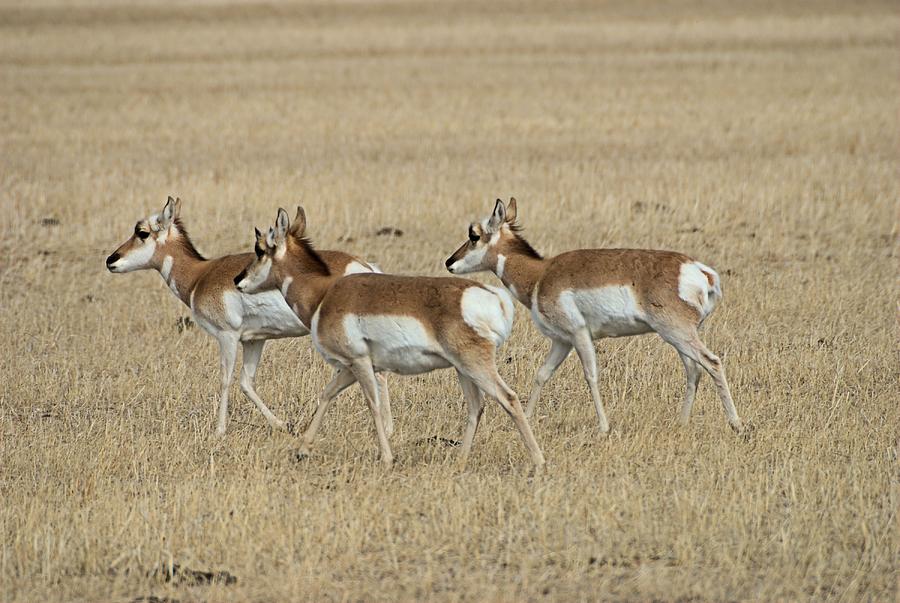 Pronghorn Antelope Does Photograph