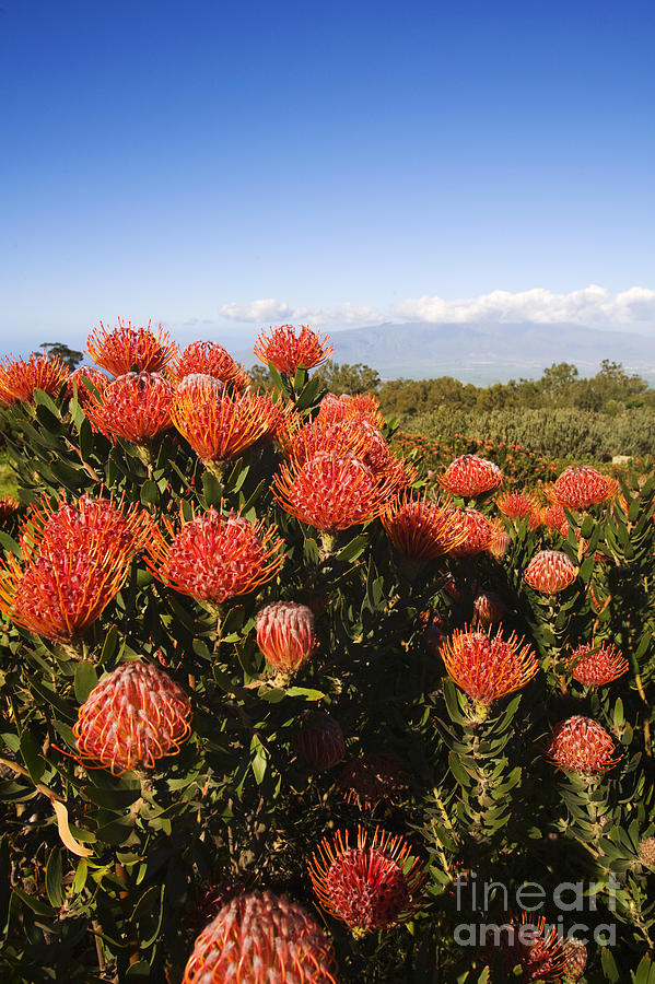 Flowers Still Life Photograph - Protea Blossoms #1 by Ron Dahlquist - Printscapes