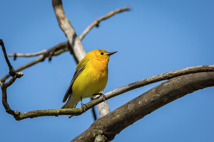 Bird Photograph - Prothonotary Warbleer - Magee Marsh , Ohio #1 by Jack R Perry