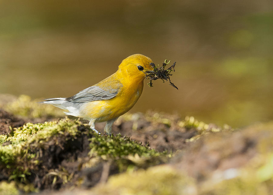 Prothonotary Warbler #1 Photograph by Eric Abernethy