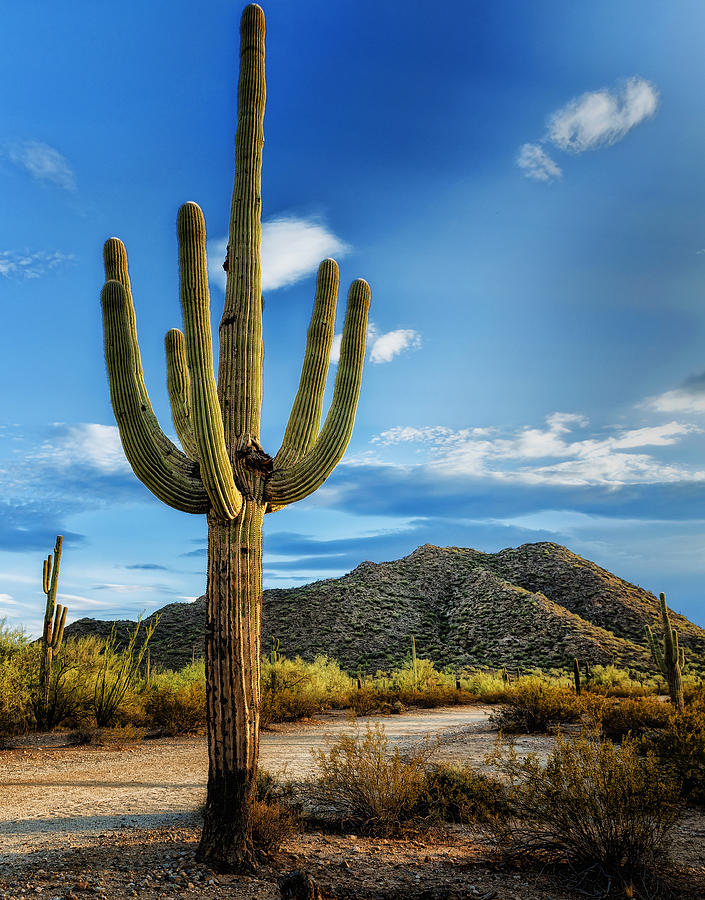 Proud Cactus Photograph by Jon Berghoff - Fine Art America