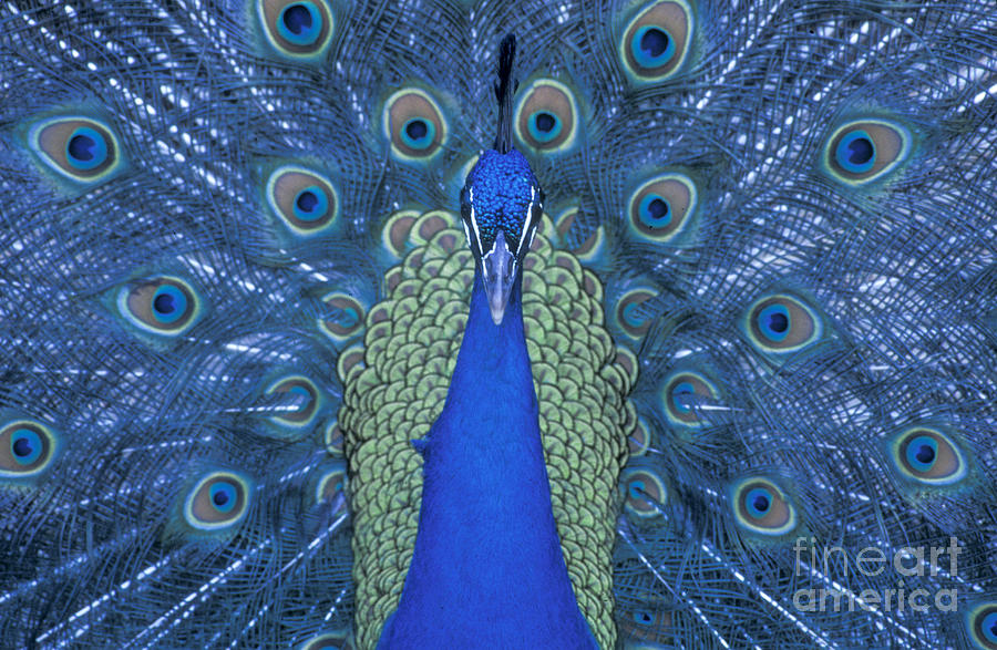 Proud Peacock #1 Photograph by Sandra Bronstein