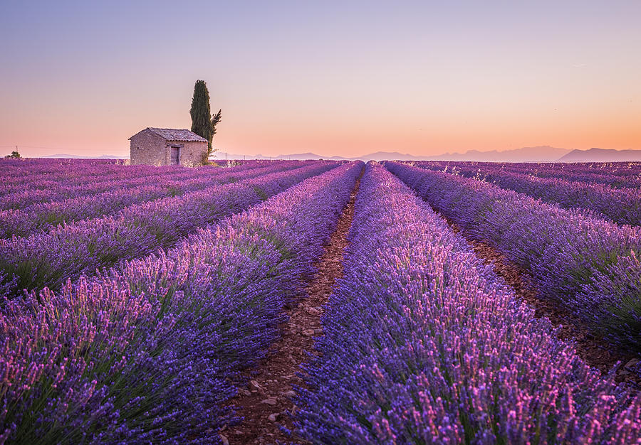Provence #1 Photograph by Stefano Termanini