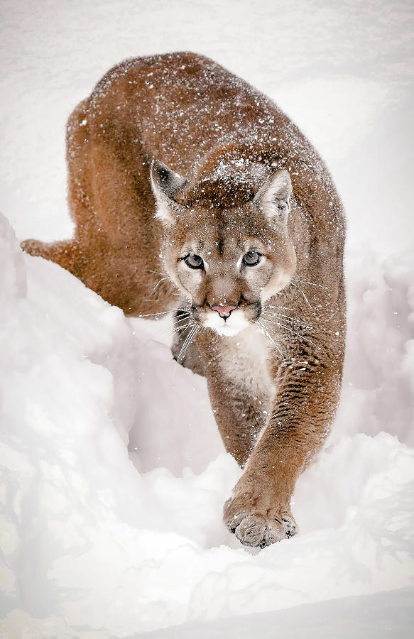 Prowling Cougar Photograph by Athena Mckinzie