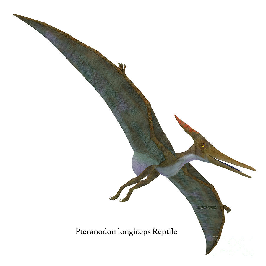 Pteranodon Reptile Soaring Digital Art by Corey Ford - Fine Art America