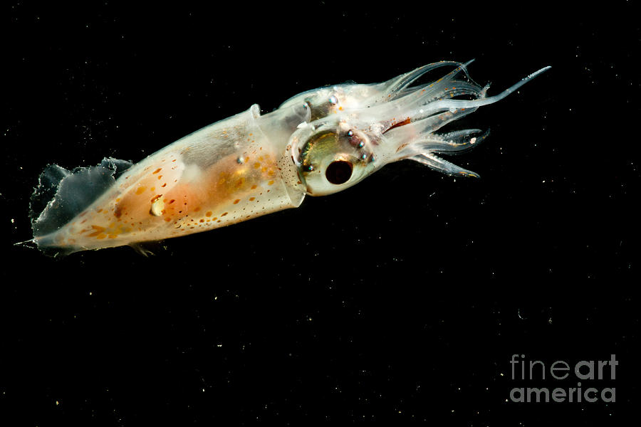 Pterygioteuthis Squid #1 Photograph by Dant Fenolio