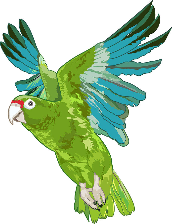 Puerto Rican Parrot