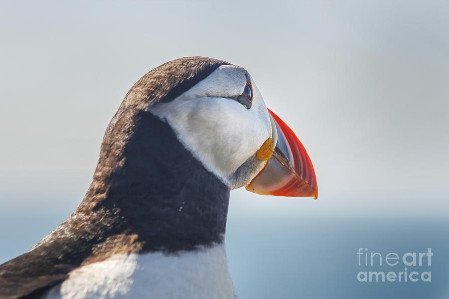 Puffin in close up Photograph by Patricia Hofmeester