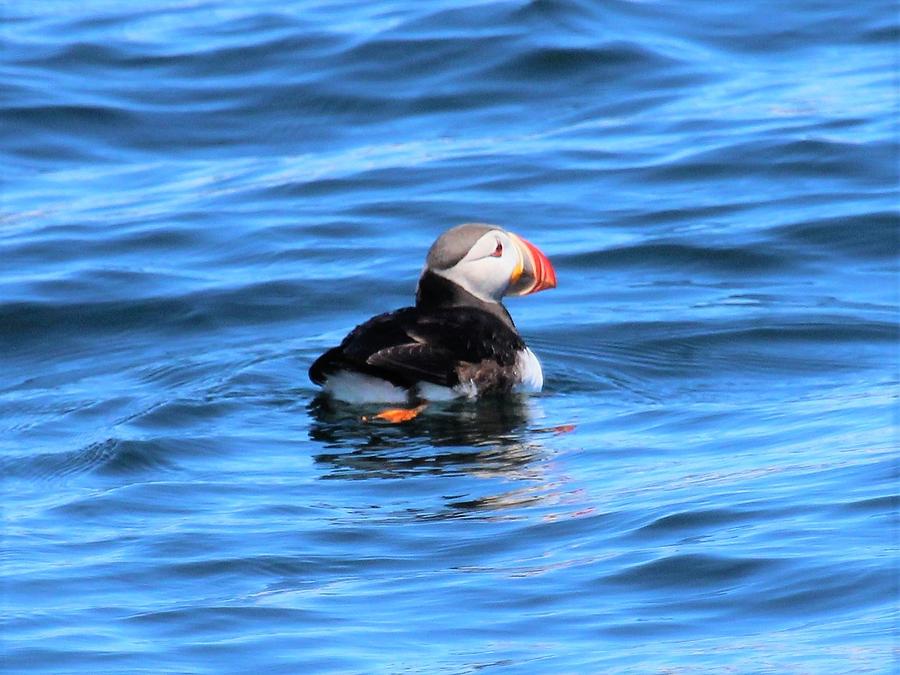  Puffin #1 Photograph by Jewels Hamrick