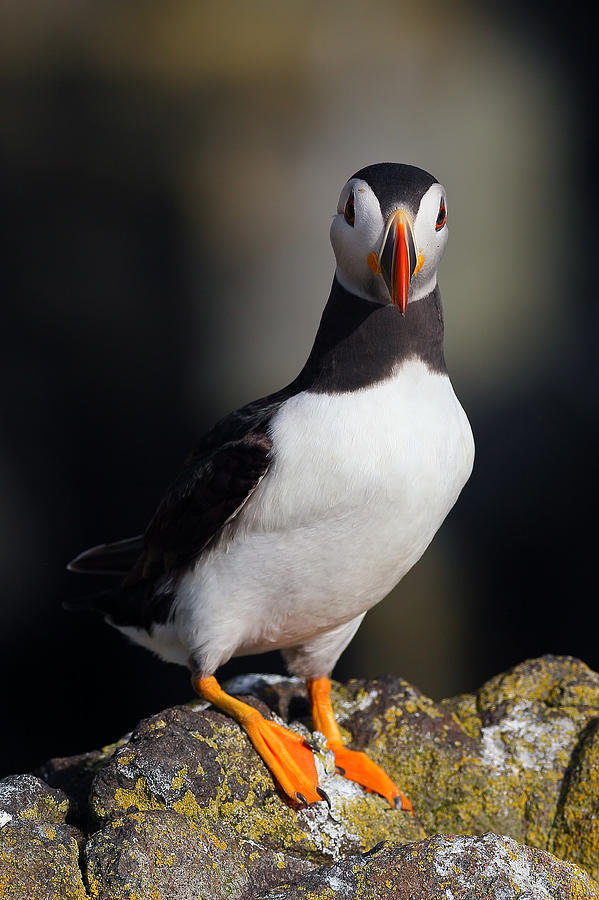 Puffin Portrait #1 Photograph by Grant Glendinning