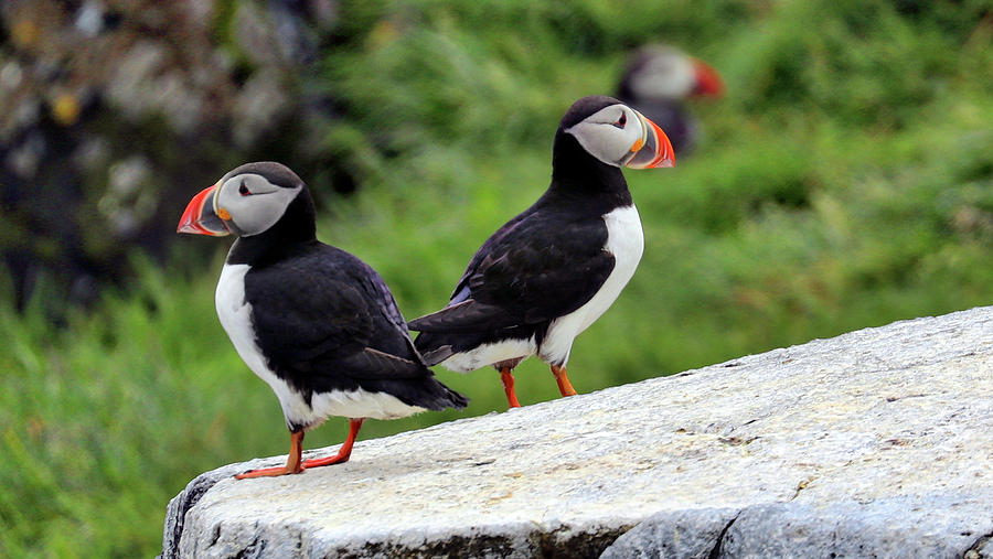 Puffin Stykkisholmur Iceland #1 Photograph by Paul James Bannerman