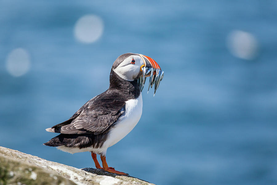 Puffin With Fish For Tea Photograph by Anita Nicholson