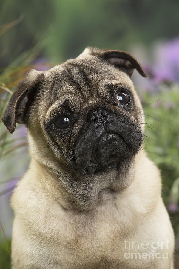 Pug Dog portrait Photograph by Mary Evans Picture Library - Fine Art ...