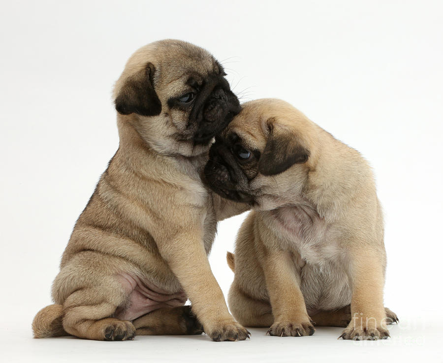 Pug Puppies #1 Photograph by Mark Taylor
