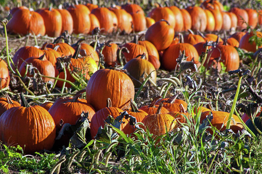 Pumpkin Patch #1 Photograph by Ira Marcus