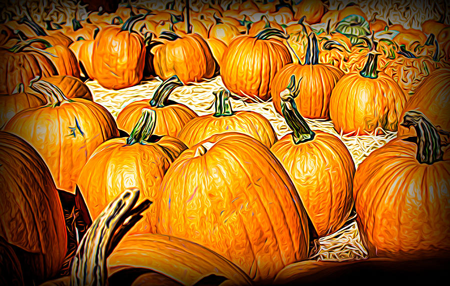 Pumpkin Patch #1 Photograph by Steph Gabler