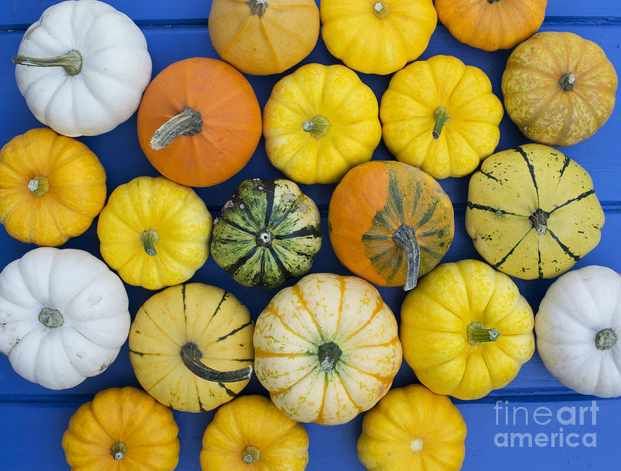 Pumpkin Pattern Photograph by Tim Gainey