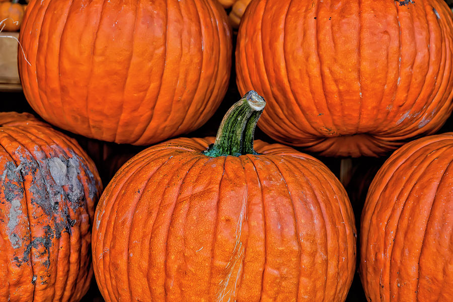 Pumpkin #1 Photograph by Robert Ullmann