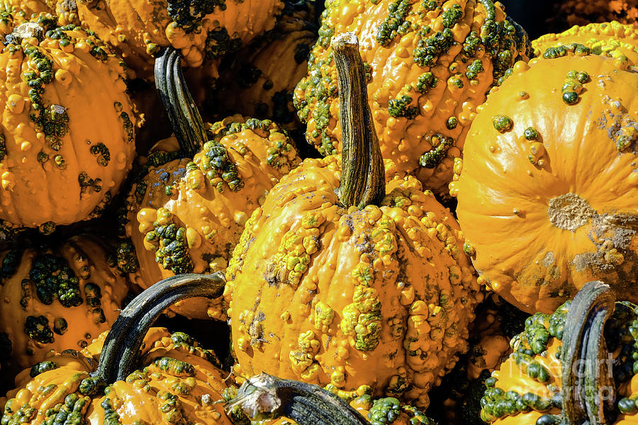 Fall Photograph - Pumpkins with Warts #1 by Iryna Liveoak