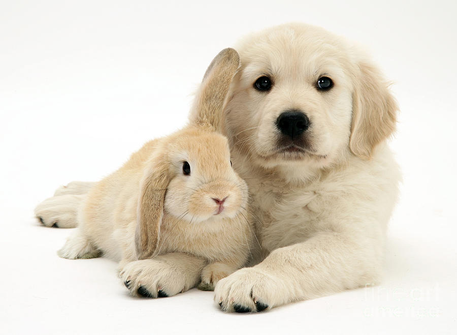 Puppy And Bunny #1 Photograph by Jane Burton