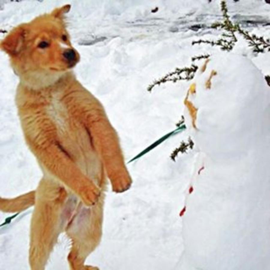 Puppy Attacking Snowman #1 Photograph by Amanda Richter