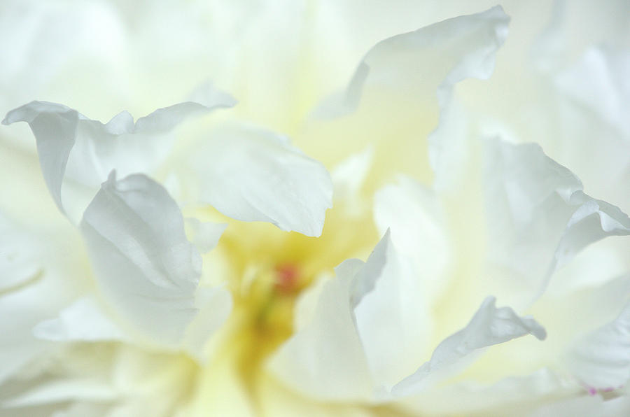Pure Peony by Amanda Rimmer Pure Peony by Amanda Rimmer